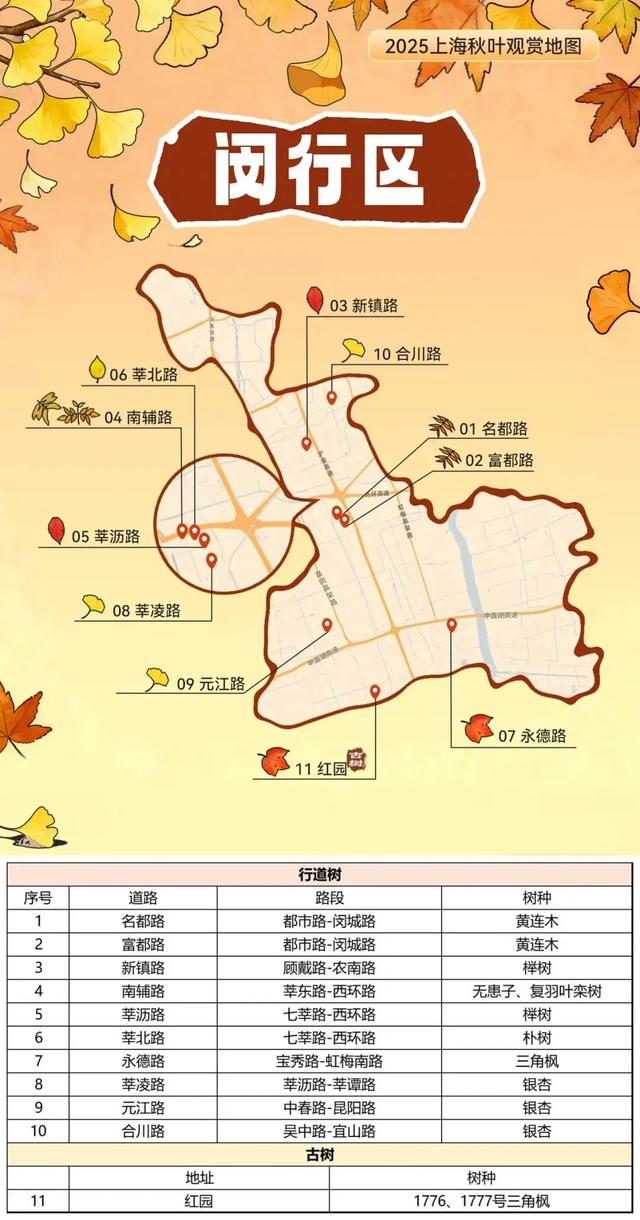 2025上海秋叶地图出炉,徐汇这些点位不可错过!