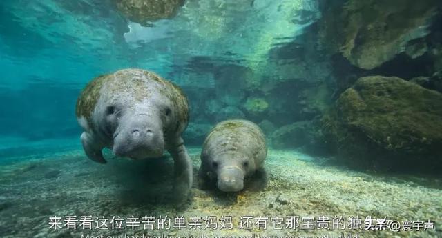 不忍直视却上头！8.9分纪录片拍 “边缘物种”，撕开自然浪漫假象