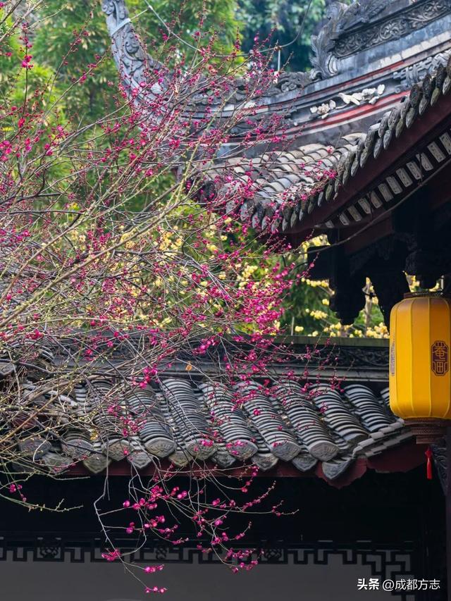 成都这波“梅”景太出片，错过再等一年~
