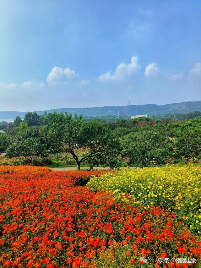 大连最美花海,中国园艺界标杆,十一假期就去这里赏花