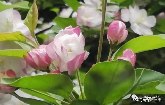 朱文杰：大雁塔的奇卉名木（上）