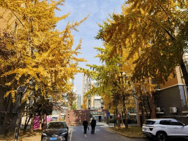 霜染银杏黄,涟水美翻天