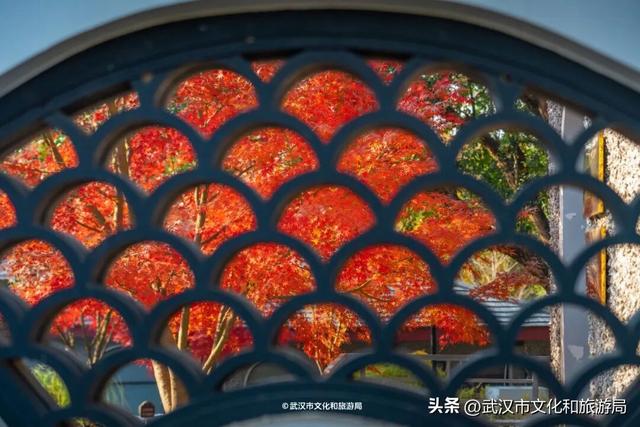 沙漠踏雪，只在武汉，最佳观赏期到了！