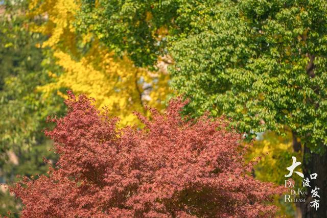 大渡口冬日“顶流”红了