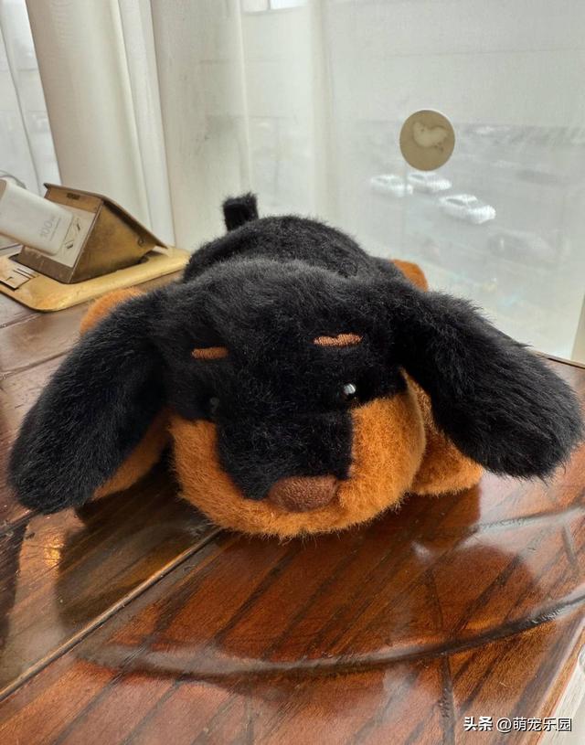 小黑突然离世，重庆偶遇神似玩偶，我带着它仿佛你还在身边