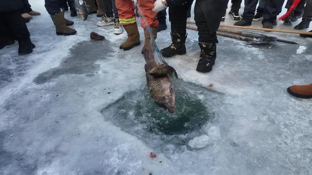 全域冰雪 全龄共享 | 伊春市金林区邀您共赴森冬浪漫童话之旅