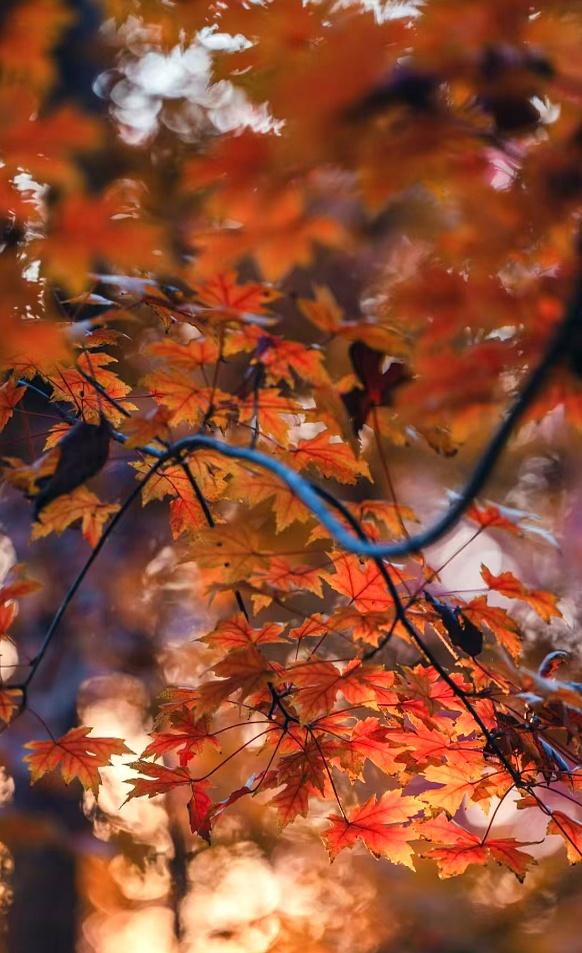 比香山更壮观！央视都来打卡，这片枫叶林美成火焰山，停车还免费