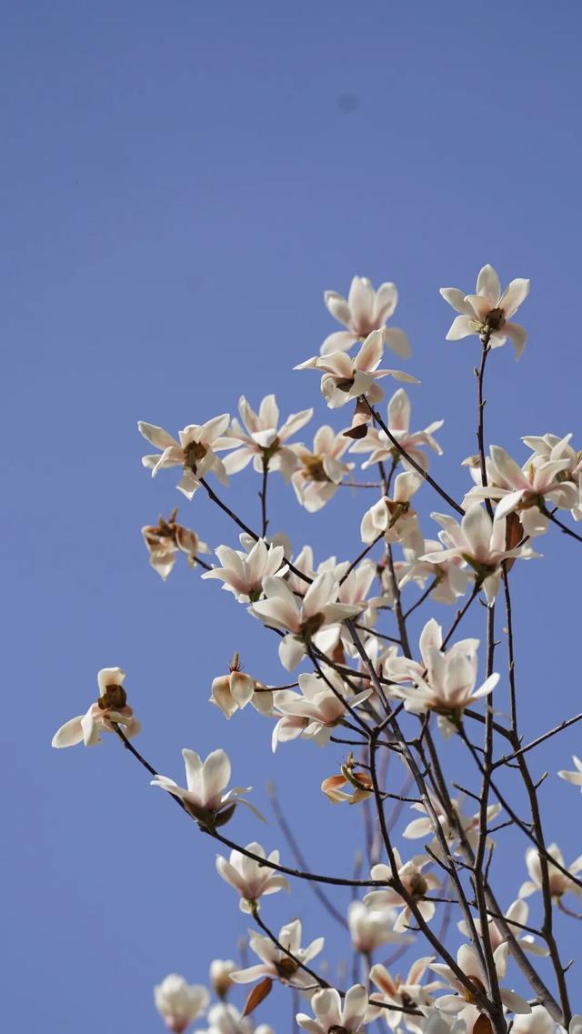 绝美！又是一年玉兰开