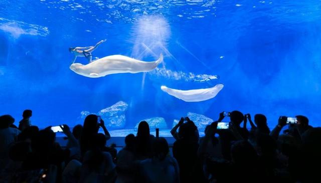 郑州海昌海洋公园暑期迎百万客流：海洋纳凉狂欢引爆夏日，豫泰文旅融合燃动中原