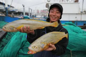 浙江渔民一网捞起4900斤野生大黄鱼，957万成交，债终于可以还清图片