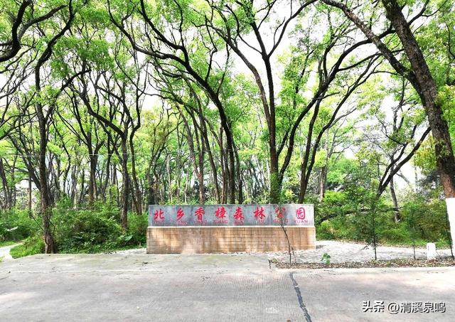 樟语（散文诗）