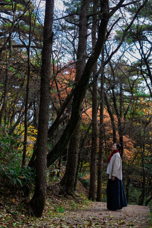 黄山秋色与云海同框的浪漫时刻 | 皖美冬日 | 第十五届安徽国际文化旅游节