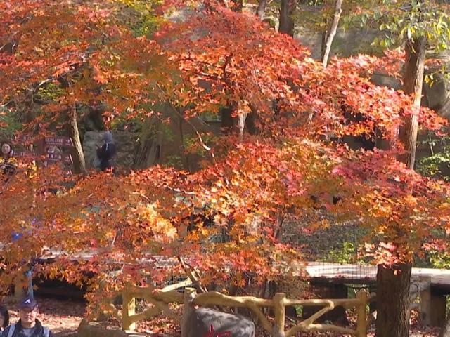 关门山“枫王”迎来最佳观赏期