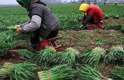 韭菜什么时候不能再割了？记住这个时间，老一辈经验