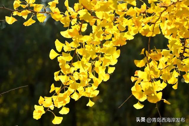 走不出这画了,我已被西海岸的秋景迷倒 🥹