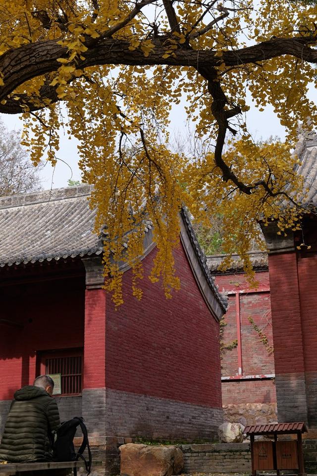 全郑州人都在等的银杏，黄了