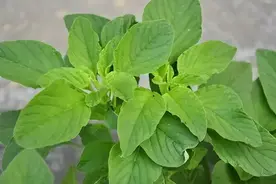 清明快到了，种植6种蔬菜，不用40天就能收割，割了还能长！图片
