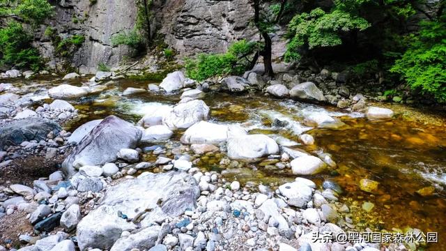 趁秋色未浓,看看黑河被浓墨重彩染过的绿