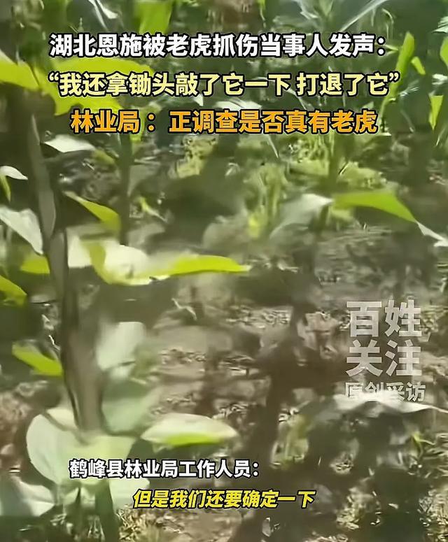湖北恩施一村民干农活时被老虎抓伤：持锄头敲了它几下 摇摇头走了