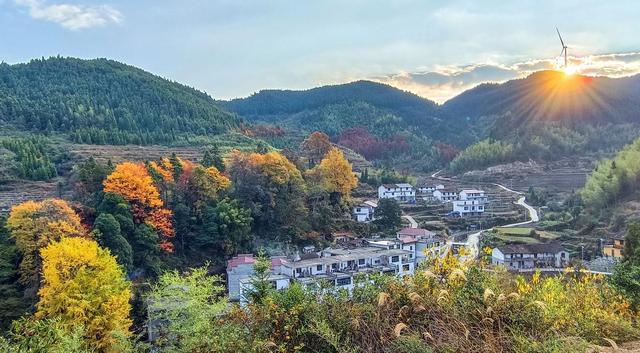 江西永丰：八树银杏的红色印记