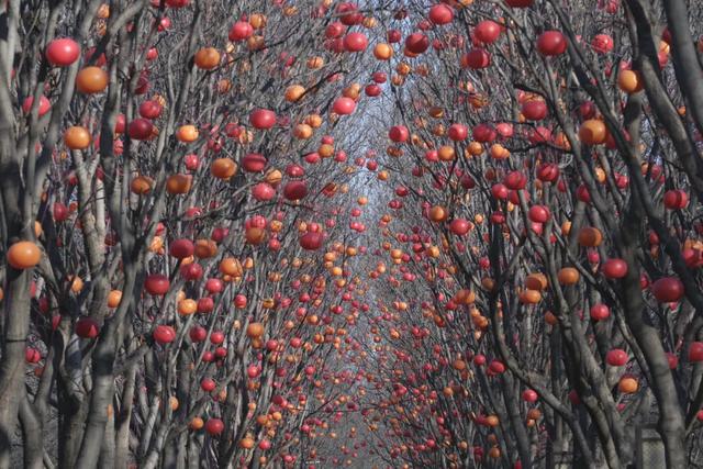 实拍！洛阳新春灯会来了！超多惊喜