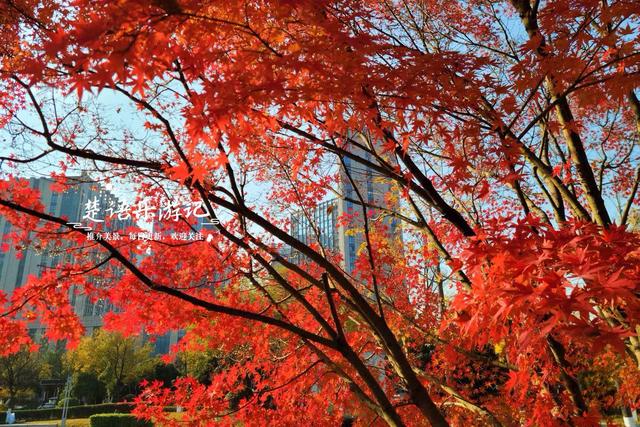 浙江宁波的绝美风景，犹如多彩的田园风情画，拍照与休闲都是一绝