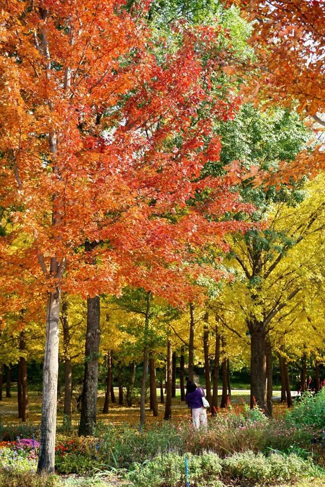 实拍！海淀“莫奈花园”已开启五彩斑斓“童话模式”