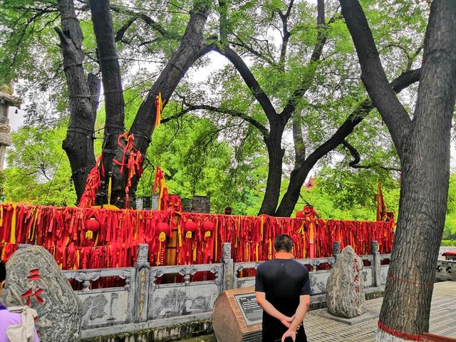 洪洞大槐树高清大图等你来找"根"