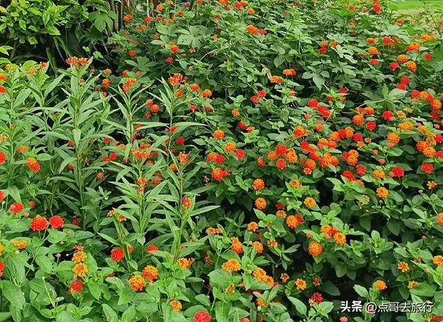 成都市内超级大草坪，美得让人惊叹，是摄影者的天堂，公交车直达