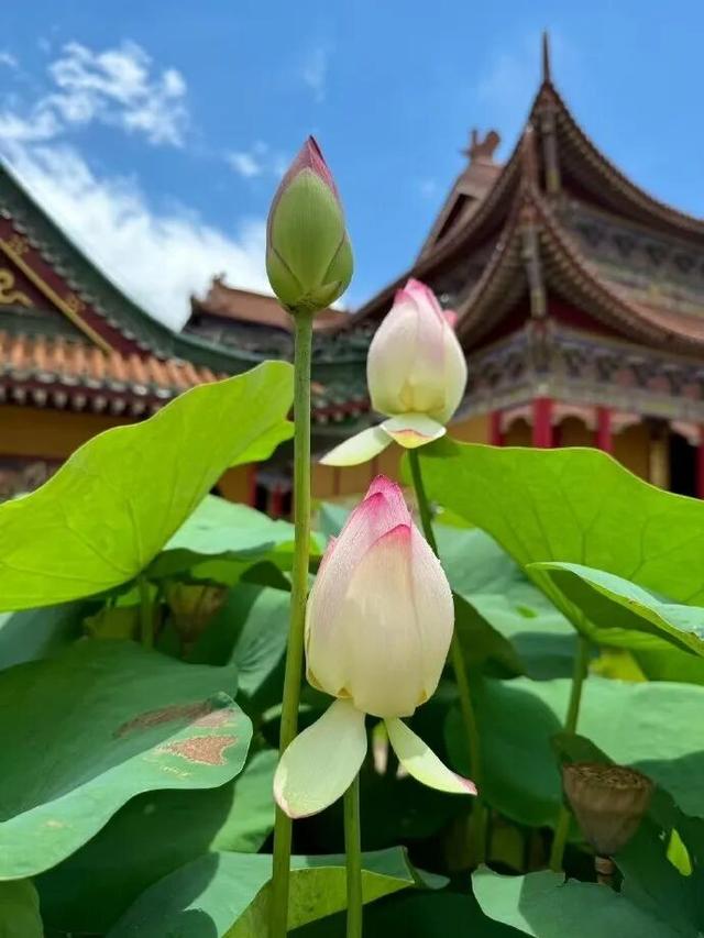 2025四季巡礼！100位寻美客邀你共绘最美泉城图鉴