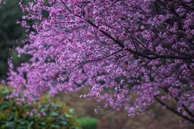 《周易》中的“占断之辞”：吉、利、吝、悔、咎、厉、凶图片