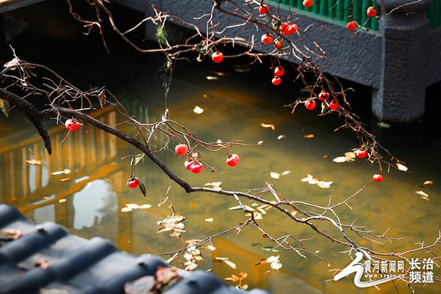 红透山间！长治老顶山“柿”意正浓