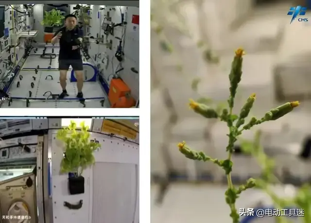 空间站菜园大丰收，生菜打包存储，升级种植设备后实现了吃菜自由