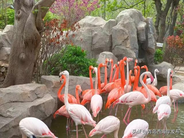 又美又可爱的西海岸！总要来一次！