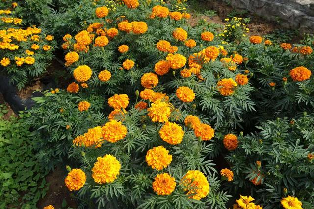 秋日限定 来麻江邂逅花海盛宴