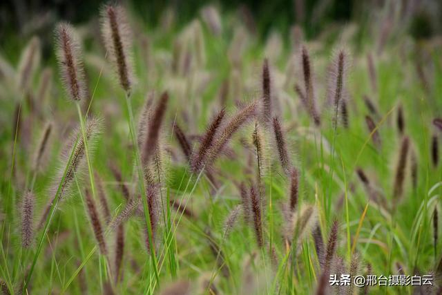 达活泉公园最美秋色（图）