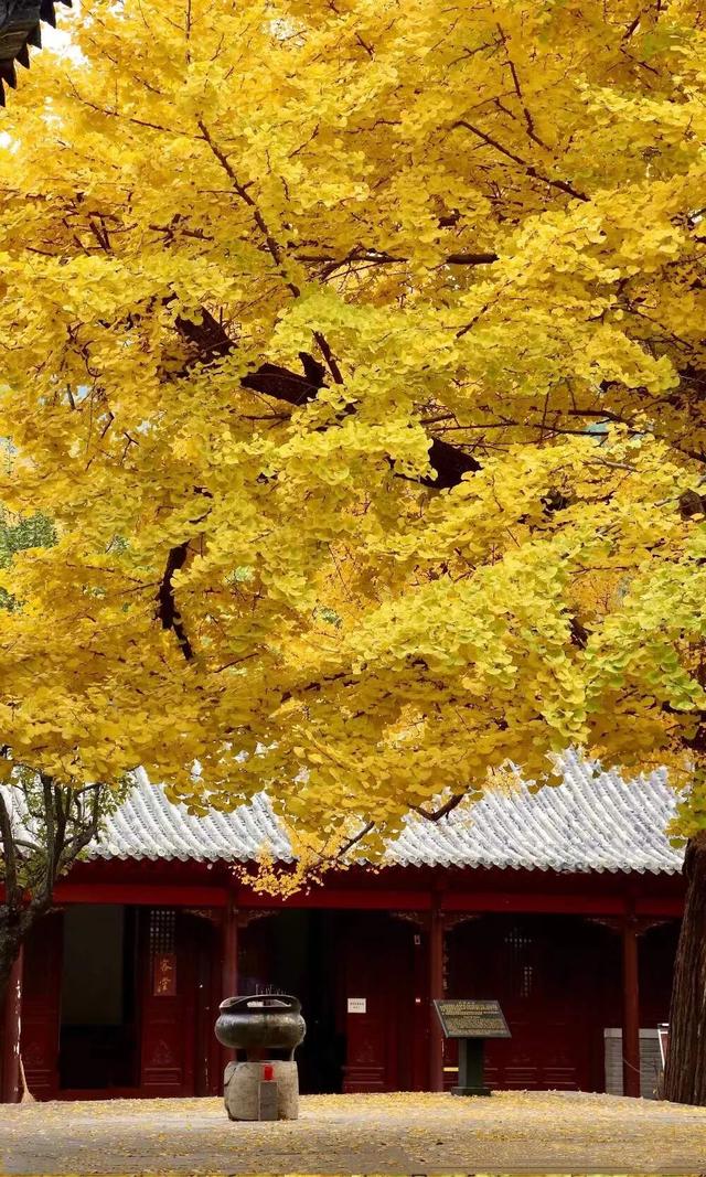 领取限定“杏”运！抓紧来看金色山东