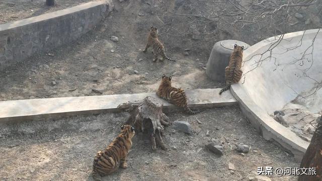 开学第一课！来石家庄，这样上→