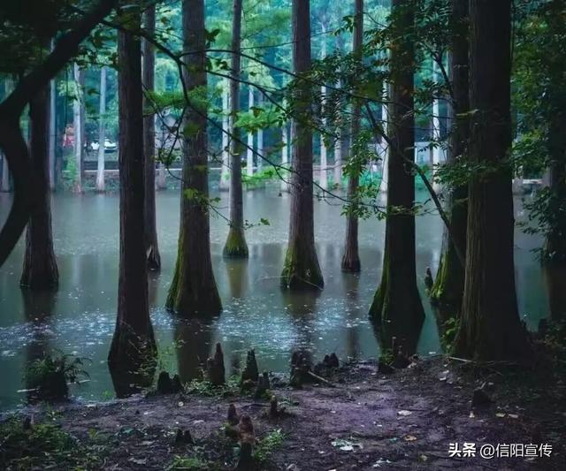 秋色正斑斓！信阳赏秋打卡地推荐