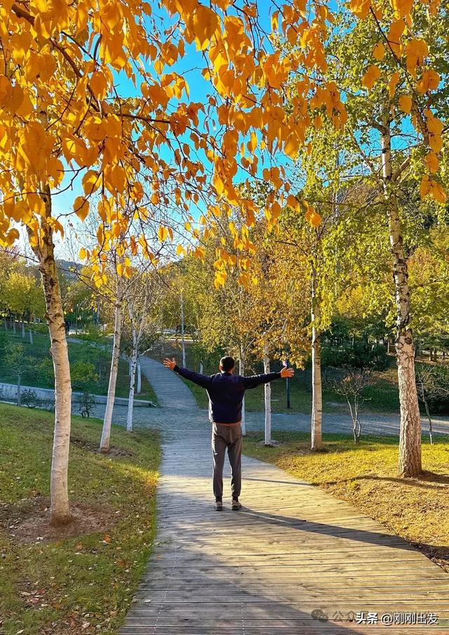公交直达,大连这个免费公园枫叶正当时,赏秋好地方