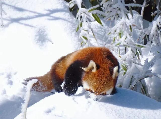 太好了是瓦屋山的雪，我们南方孩子又快乐了！