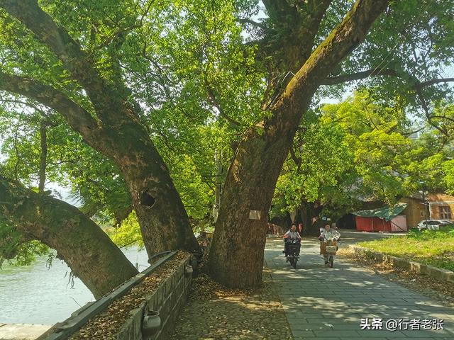 福建福安，穆水之阳，一座原汁原味的千年古镇，百年古树群最美