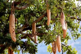 自古热带出弱国！都说赤道附近是资源风水宝地，到底还差了什么？图片