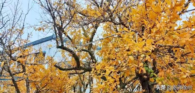 寻美薛城丨又见一年榴叶黄！