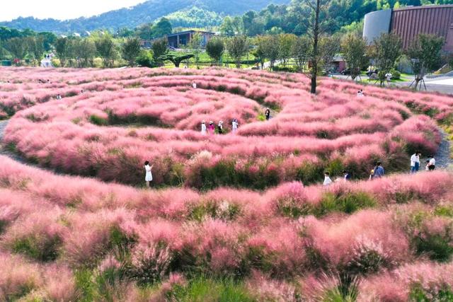 一秒圈“粉”！浙江秋天最动人的“粉色云雾”来了