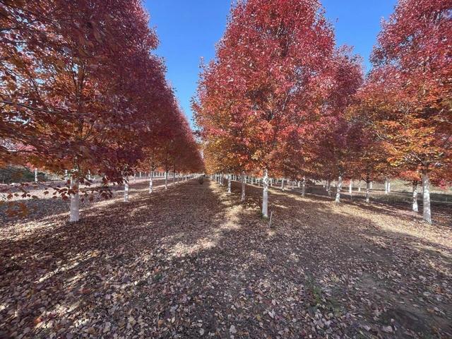 大美六合老虎岗枫叶绝美