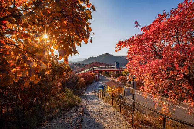 抱犊崮入选山东金秋醉美红叶观赏地