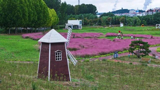 拿捏秋日氛围感？济南这些免费花海，教你轻松圈“粉”！