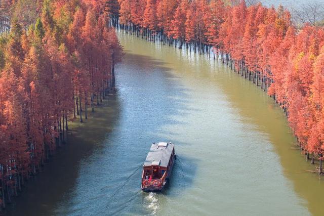 最近林子里长满了苏州人