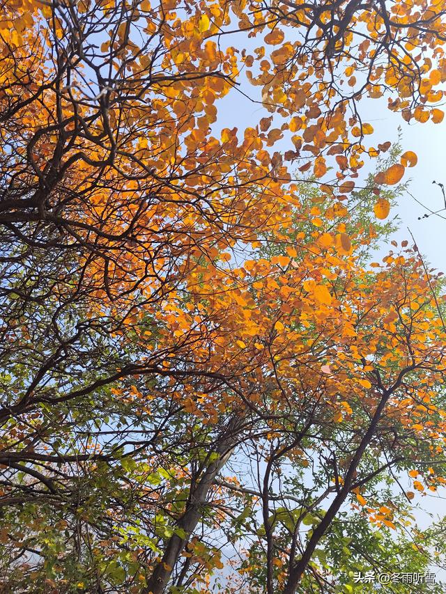 又见山山红叶飞